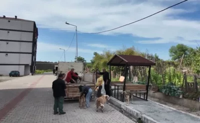 Artvin’in Arhavi ilçesinde başıboş sokak köpekleri mahalleliyi birbirine düşürdü