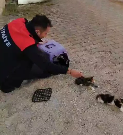 Havalandırmada mahsur kalan anne kedi ve yavrularını itfaiye ekipleri kurtardı