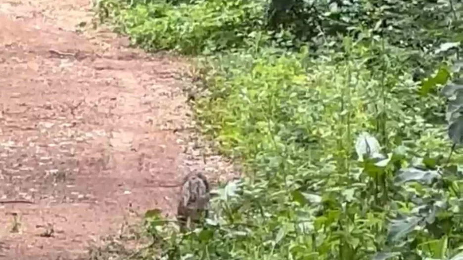 Ormanlık alanda yaban kedisi cep telefonu ile görüntülendi