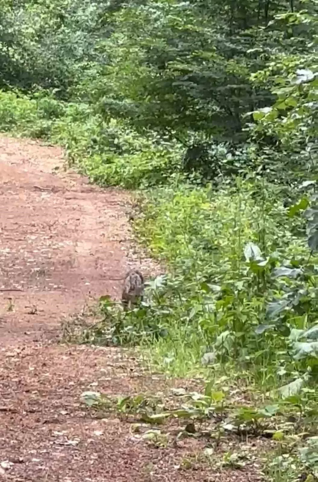 ormanlik alanda yaban kedisi cep telefonu ile goruntulendi zwIqZT8B jpg