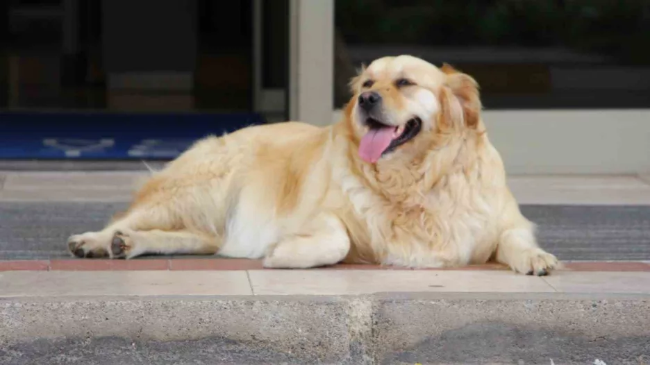 ‘Sokak köpekleri için umut dolu proje’