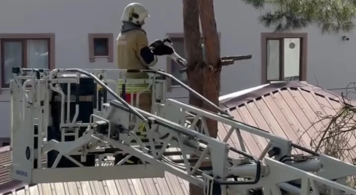 tirnagi agaca takilan kedi kurtarildi Kyx8Qsml jpg