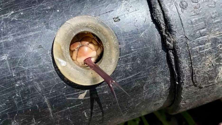 tokatli ciftci boru doserken gelen sesin kaynagini ogrenince hayrete dustu jNBkOXK2