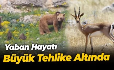 Yaban Hayatı Büyük Tehlike Altında