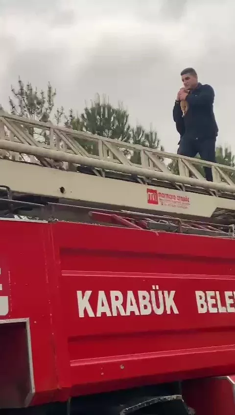 yurt bahcesindeki agacta mahsur kalan kedi kurtarildi lFb9WpVr jpg