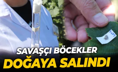 Karabük’te Savaşçı Böcekler Doğaya Salındı