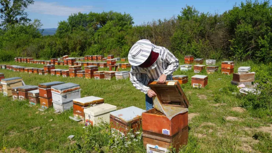 Arıcıların korkulu rüyası gal arısı zararlısı kestane balı üretimini yüzde 75 düşürdü