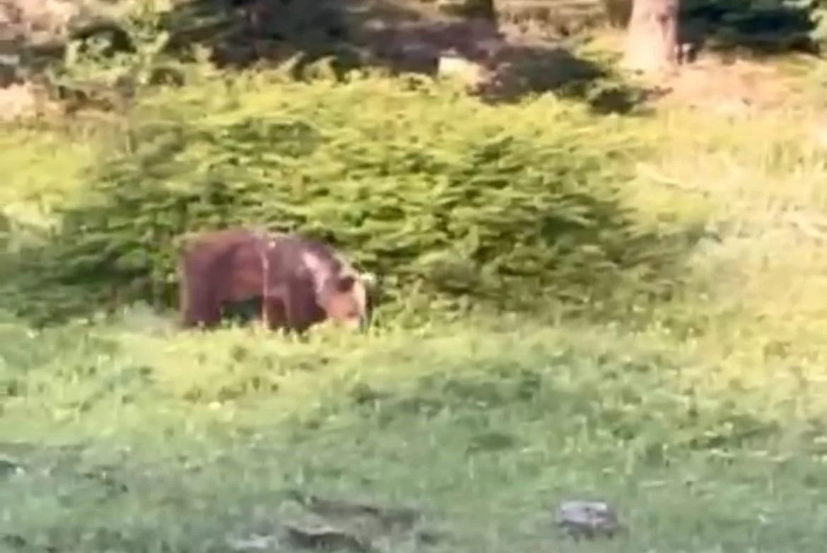 ayiya havlayarak seslendi dPrjnOgb jpg