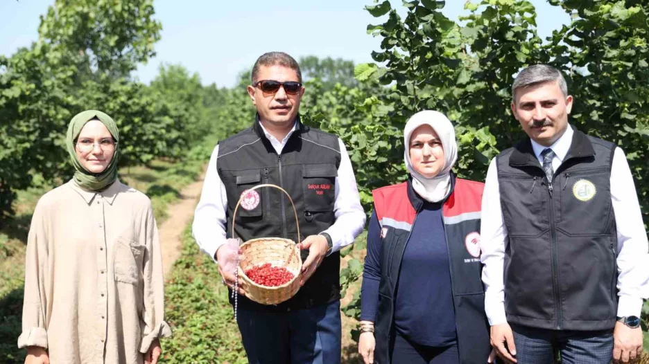 findigin yaninda dag cilegi uretilecek DDZVgrsY