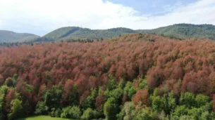 haziran ayinda sonbahar manzarasi ormanlar kahverengiye burundu t8dtbVbN