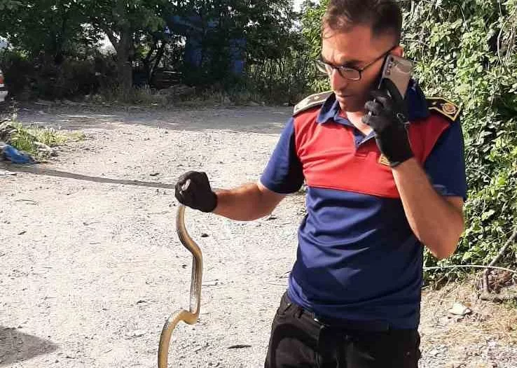 İş yerine giren yılanı itfaiye ekipleri yakalayıp doğaya saldı