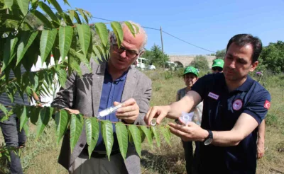 Karadeniz’i kahverengi kokarcadan samuray arılar koruyacak