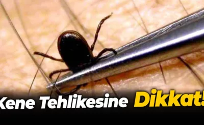 Kene Tehlikesine Dikkat! 