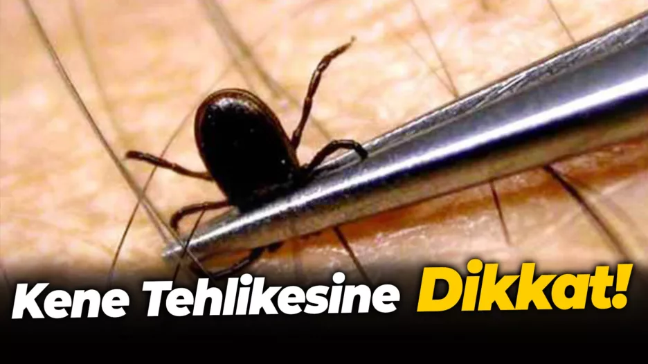 Kene Tehlikesine Dikkat! 