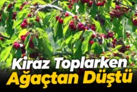 Karabük’te Kiraz Toplarken Ağaçtan Düşen Yaşlı Adam Yaralandı