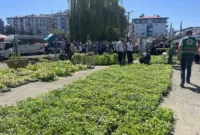 Rize’de ata tohumlarından üretilen 40 bin sebze fidanı vatandaşlara dağıtıldı