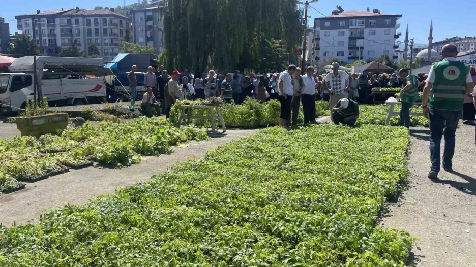 rizede ata tohumlarindan uretilen 40 bin sebze fidani vatandaslara dagitildi yEaESz3Z