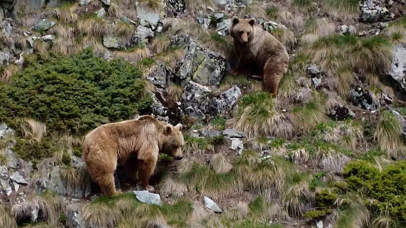 rizede yemek arayan boz ayilar drone ile goruntulendi rfuHSAGM jpg