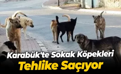 Karabük’te Sokak Köpekleri Tehlike Saçıyor