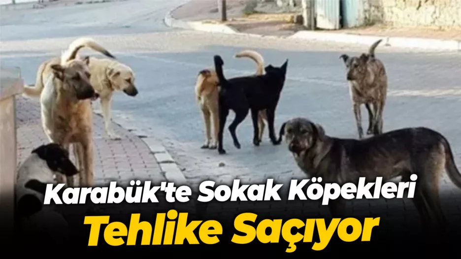 Karabük’te Sokak Köpekleri Tehlike Saçıyor