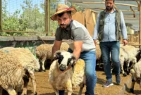 Diyarbakır’da hayvan pazarlarında bayramın son günü yoğunluk arttı