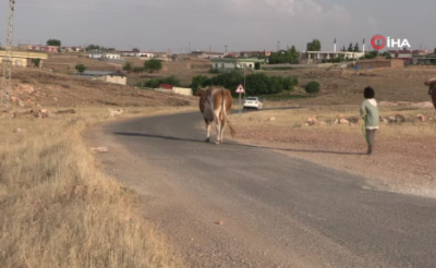 Kızı köpeklerin saldırısına uğrayan baba, yetkililerden çözüm istedi