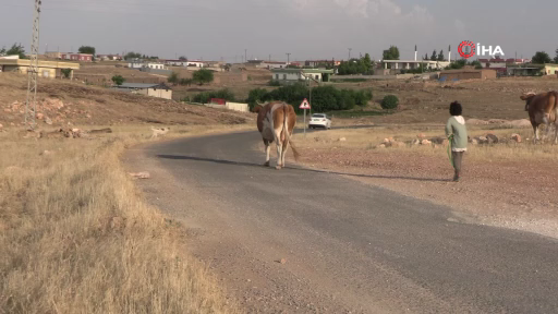 Kızı köpeklerin saldırısına uğrayan baba, yetkililerden çözüm istedi