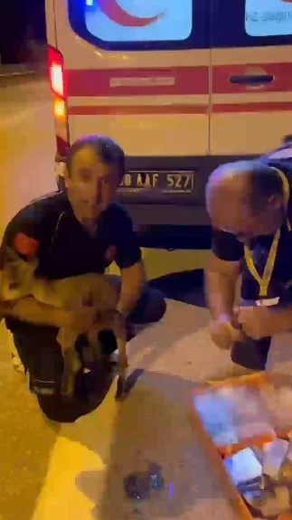 112 ekipleri bu kez yarali yavru yaban kecisine mudahale etti sjdfqqtZ jpg