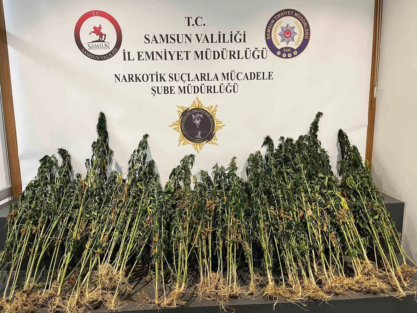 178 kok kenevir bitkisi ele gecirildi 3syfKTQi jpg