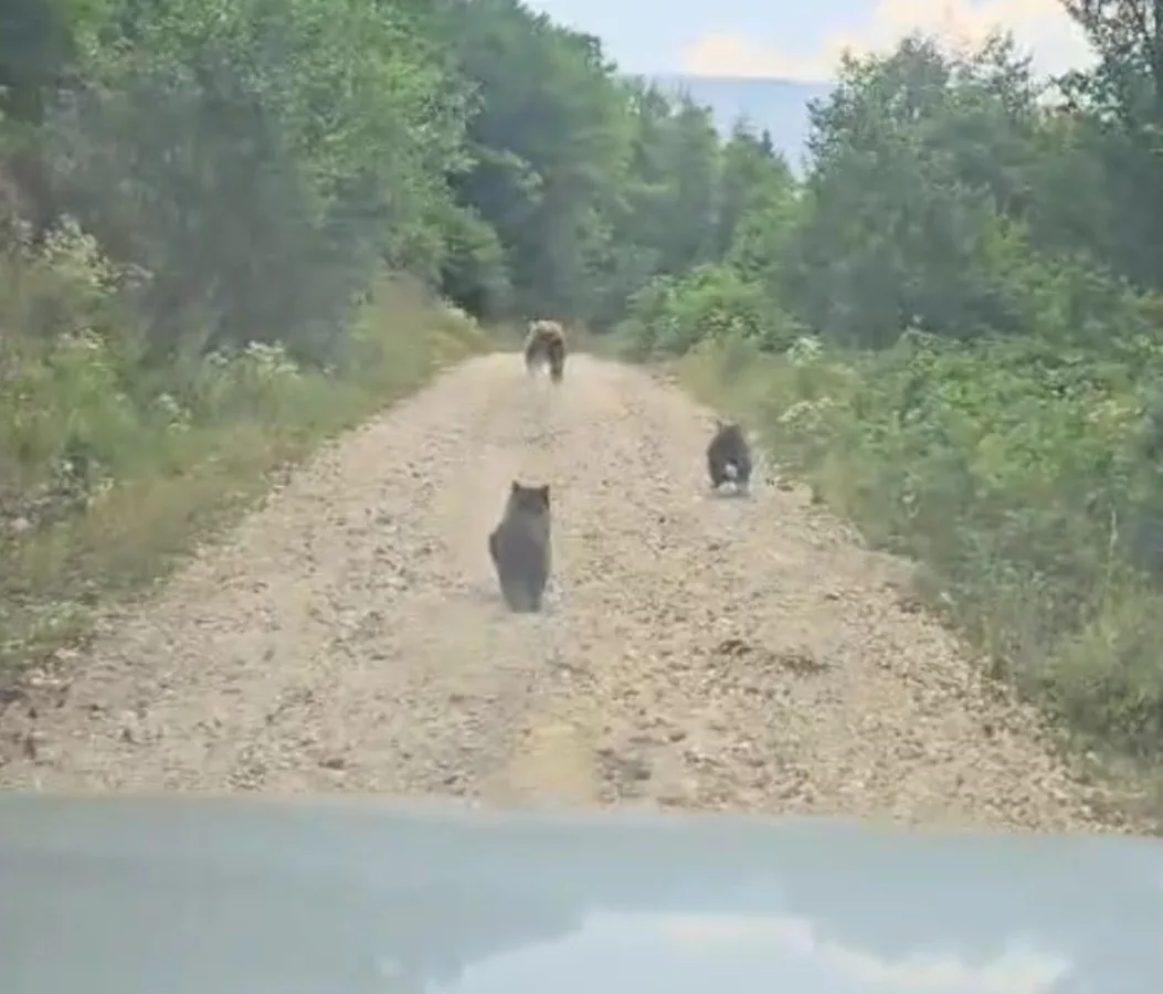 anne ayi ve 2 yavrusunun sevimli halleri kameraya yansidi jze3uLYV jpg