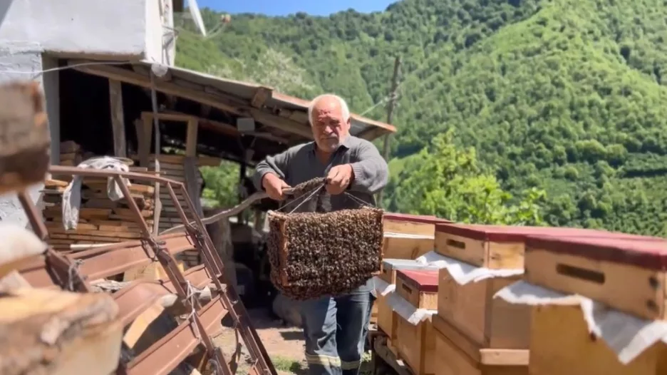 Arılar oğul verdi, babasının yeni koloni oluşturma sürecini film gibi çekti