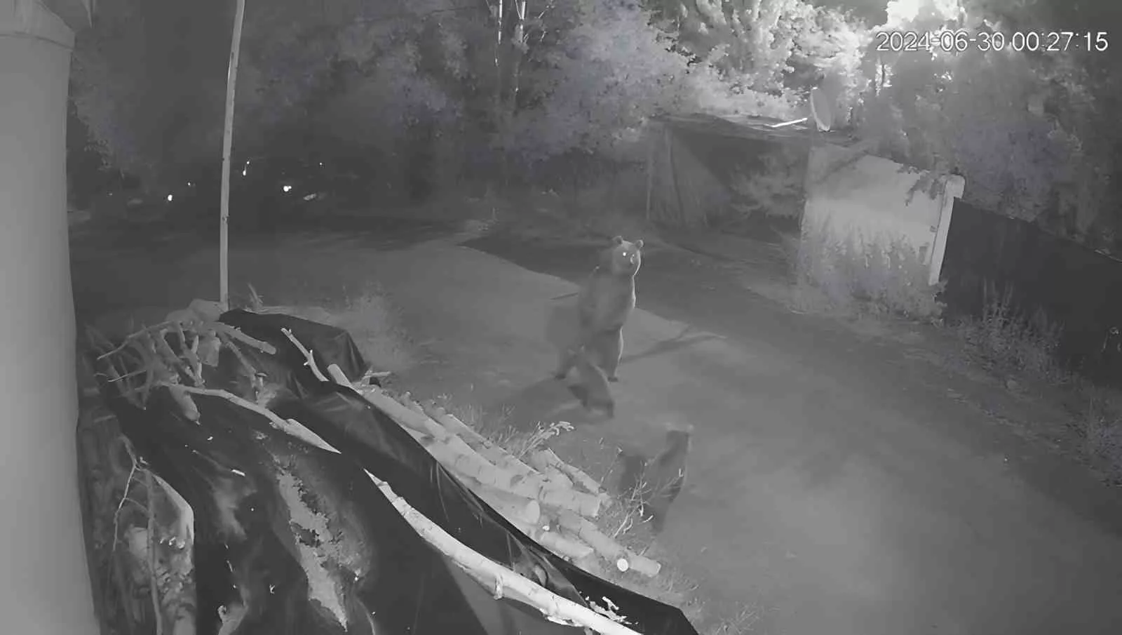 ayi ve yavrulari koyun icinde goruntulendi e6J3ZIrs jpg