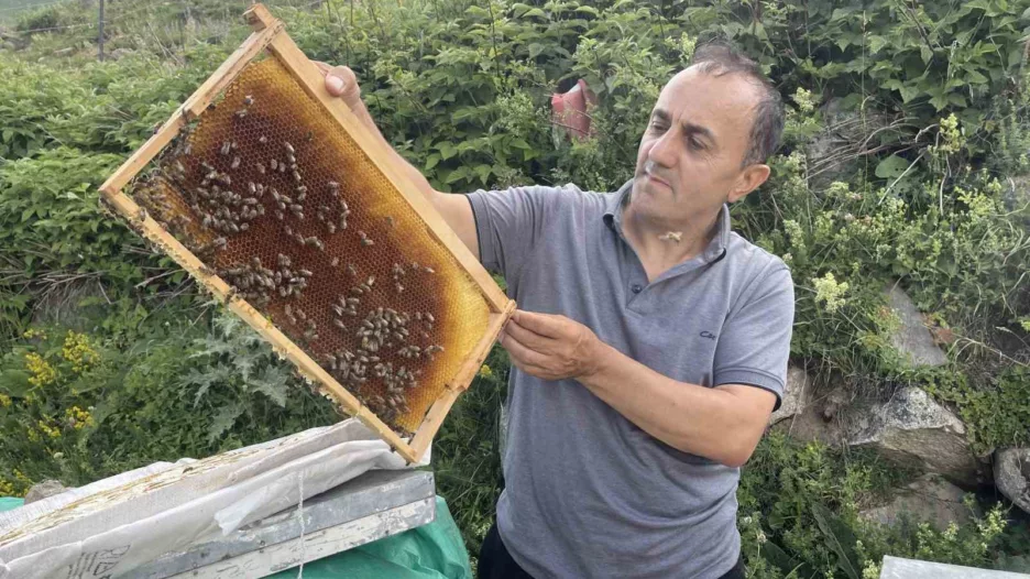 Dünyaca ünlü Anzer Balı’nın bu yıl kilogram satış fiyatı 4 bin TL oldu