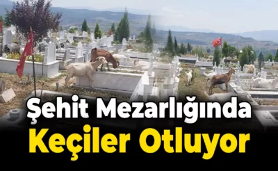 Şehit Mezarlığında Keçiler Otluyor