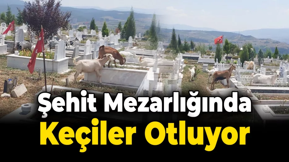 Şehit Mezarlığında Keçiler Otluyor