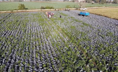 Tarımın görünmeyen kahramanı Samsun