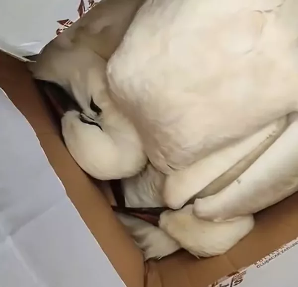 tokatta firtina 3 yavru leylegi oksuz birakti HsJxSJlM jpg