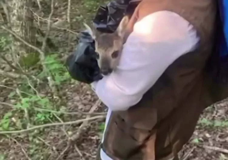 Yolunu kaybeden yavru karaca doğaya bırakılarak annesine kavuştu