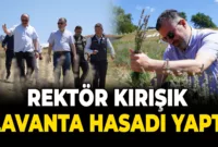 Rektör Kırışık, Lavanta Hasadı Yaptı