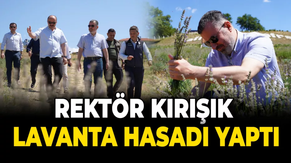 Rektör Kırışık, Lavanta Hasadı Yaptı