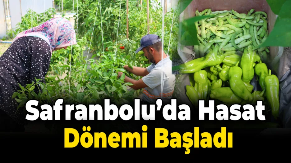 Safranbolu’da Hasat Dönemi Başladı