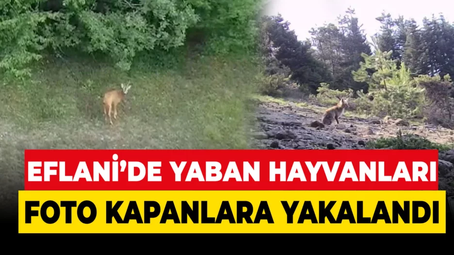 Eflani’de yaban hayvanlar fotokapana yakalandı