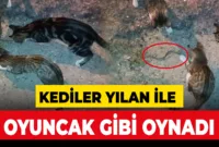 Kedilerin yılanla imtihanı