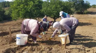 dunyanin en pahali baharati toprakla bulusturuldu IWdsKnnR