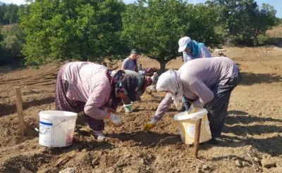 “Dünyanın en pahalı baharatı” toprakla buluşturuldu