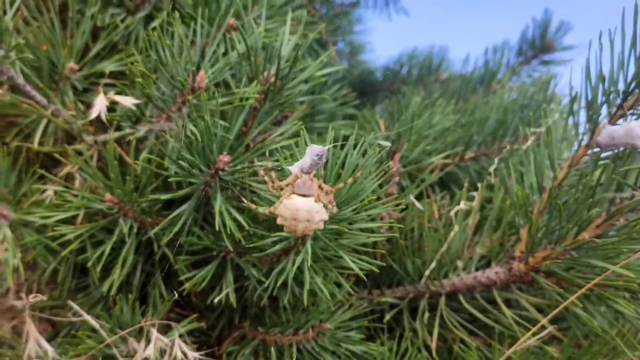 zehirli orumcekler arasinda tokatta goruntulendi HlyhTND8 jpg