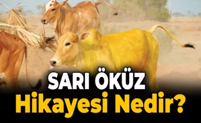 Sarı Öküz Hikayesinden Birlik Mesajı