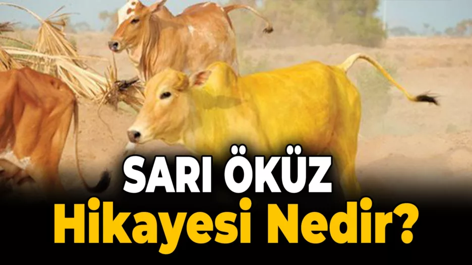 Sarı Öküz Hikayesinden Birlik Mesajı