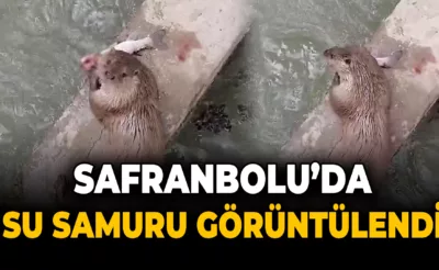 Safranbolu’da su samuru avladığı balığı yerken görüntülendi