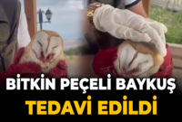 Bitkin halde bulunan peçeli baykuş tedavi edildi